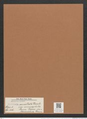 Navicula cancellata var. ammophila form. intermedia Grun. / Grun. (de-Toni-Nr.: Genus 1, Species 116) Zeichnungen Sammlung Grunow Mappe 00099 (Herbarium_W_Grunow_drawings_Folder_00099)